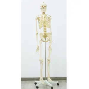 Educational <strong>Science</strong> <strong>Models</strong> Life-size Skeleton 180cm Tall - Product Image 1
