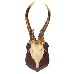 Decorazione da Parete con Teschio di Antilope Africana, Corna Intrecciate, Decorazione <span class=keywords><strong>in</strong></span> <span class=keywords><strong>Resina</strong></span> di Toro Longhorn - Product Image 6