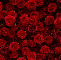 Panneau mural 3D en fleurs artificielles de roses en soie faites à la main, haute simulation, 8x8 pieds, pour mariage, Noël, Thanksgiving