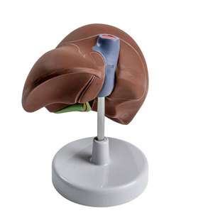 Modelo de Anatomía del Hígado Humano DARHMMY, Tamaño Real, PVC, para Enseñanza Médica, Entrenamiento de Doctores y Educación Hospitalaria - Product Image 3