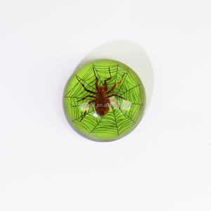 Artesanía de resina transparente hecha a mano, espécimen de insectos, pisapapeles, animales, escorpión, pantallas de insectos, exhibición científica, resina de insectos - Product Image 3