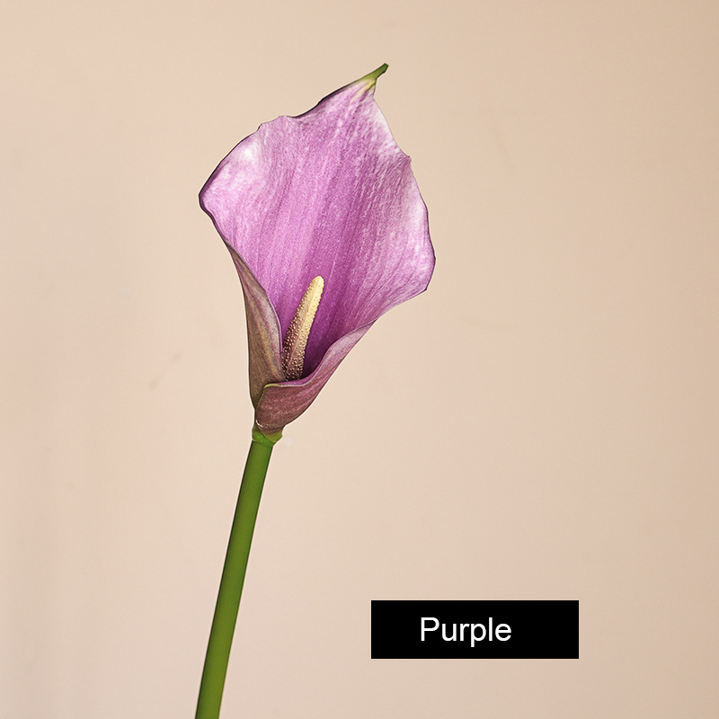 Pourpre