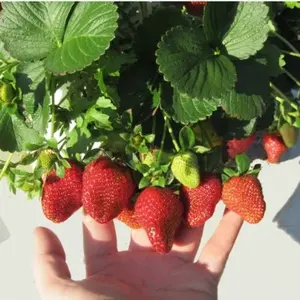 用于在商业温室中种植草莓的最新设计PVC水培草莓NFT排水沟系统