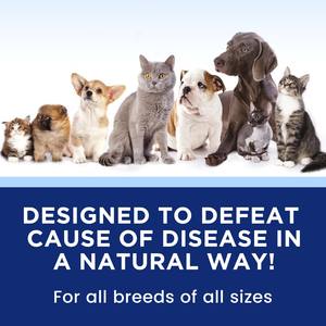 OEM <span class=keywords><strong>Dog</strong></span> infusi di sapore glucosamina condroitina MSM gocce Pet articolazione dell'anca pelle intestino del rene e del fegato immunitari integratori di cane - Product Image 4