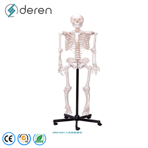 Modelo de Esqueleto Humano de Calidad Médica Deren con Ligamentos y Nervios para Cursos de Anatomía Universitaria - Product Image 5