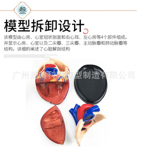 Modelo de Corazón Humano con Aumento de 3x y Ultrasonido Doppler Color en Modo B - Modelo de Enseñanza de Anatomía Cardíaca para Medicina y Cardiología - Product Image 2