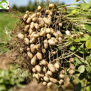 Cây trồng mới Trung Quốc đậu phộng hạt với da đỏ nguyên chế biến - Product Image 5