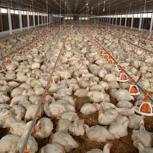 Conception de poulailler préfabriqués à bas prix pour volaille poulet équipement agricole