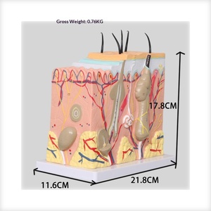 Modelo Anatómico Tridimensional de Piel con Ampliación 50x, Estructura de Tejido Cutáneo Humano en PVC, para Entrenamiento en Cirugía Estética - Product Image 2