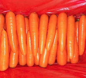 <span class=keywords><strong>Carottes</strong></span> fraîches de Chine, sucrées, <span class=keywords><strong>prix</strong></span> du marché et d'usine, <span class=keywords><strong>carottes</strong></span> fraîches - Product Image 4