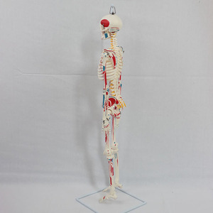 Sciedu <span class=keywords><strong>Skeleton</strong></span> mô hình 85cm mềm treo toàn bộ cơ thể màu <span class=keywords><strong>Skeleton</strong></span> mô hình (phun) hỗ trợ giảng dạy mô phỏng bộ xương người mô hình - Product Image 2