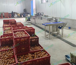 Machine de lavage, séchage, éclairage et tri des œufs de poule et de canard à <span class=keywords><strong>prix</strong></span> d'usine - Product Image 4