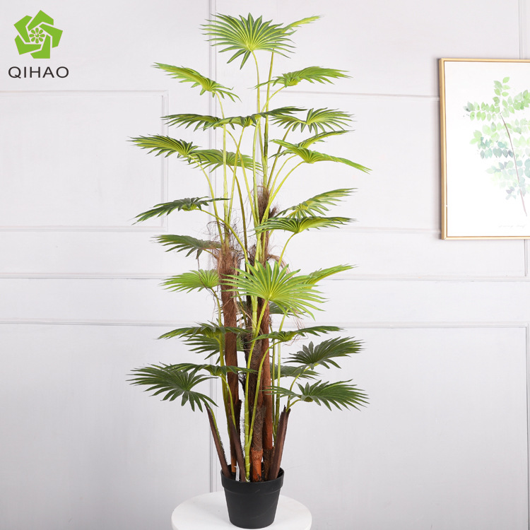 Palmera abanico de 1,6 metros de altura