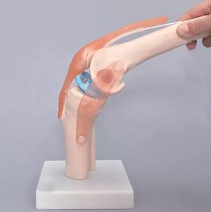Modelo de hueso anómico humano, modelo funcional de articulación de rodilla, modelo de enseñanza Flexible de ligamento de crisol <span class=keywords><strong>menisco</strong></span> - Product Image 6