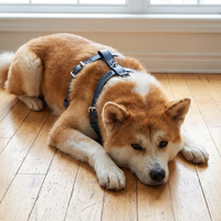 Ensemble de harnais de luxe en cuir pour chien avec laisse mains libres à porter en bandoulière, collier réglable pour animal de compagnie et pochette pour sacs de déjections – Vente en gros