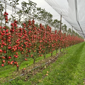 Sistema de Red Antigranizo para Peras, Red Protectora Duradera de Alta Resistencia para Huertos de Peras, Red Resistente a los Rayos UV para Protección de Cultivos - Product Image 4
