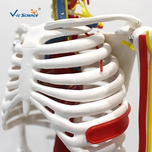Suministro directo de fábrica de un modelo de esqueleto humano de 85 cm con corazón y vasos sanguíneos, material didáctico anatómico, hecho de PVC. - Product Image 3