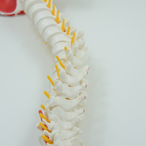 Instrument pédagogique médical en dermatologie : Modèle de colonne vertébrale adulte ; modèle de structure de la colonne vertébrale et du bassin humains semi-coloré. - Product Image 3