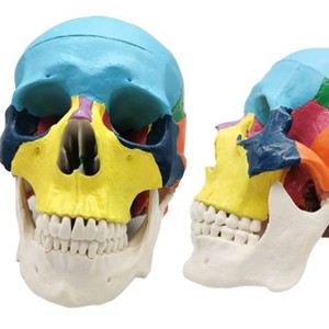Heidefee Modèle anatomique de crâne coloré en PLA, pour la science médicale et l'éducation, 1 boîte - Product Image 1