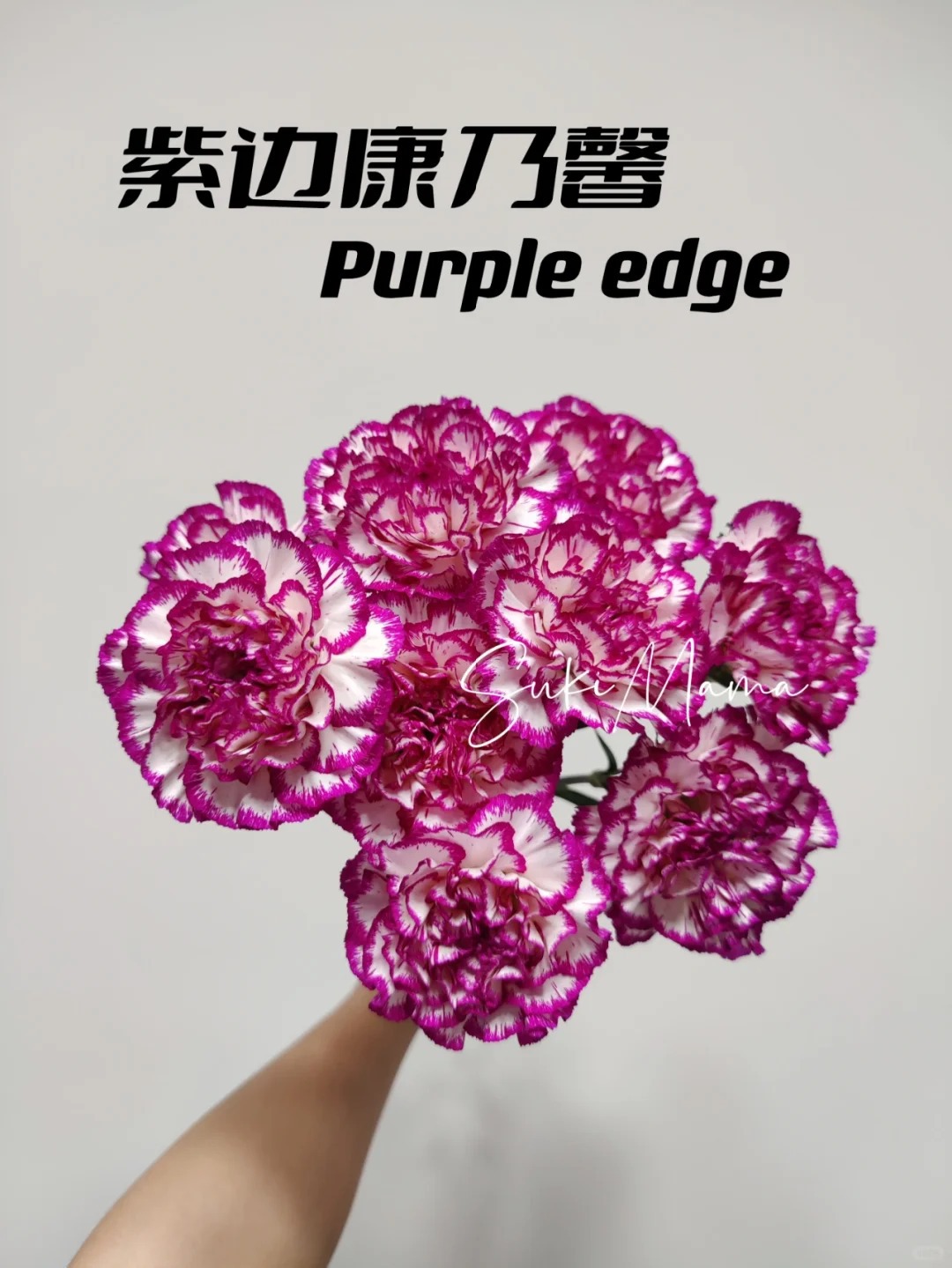 Oeillets à une tête à bords violets-18-20 tiges