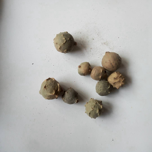 Gallina de Roble (<span class=keywords><strong>Quercus</strong></span> Infectoria) Natural a Precio Económico en Venta - Product Image 6