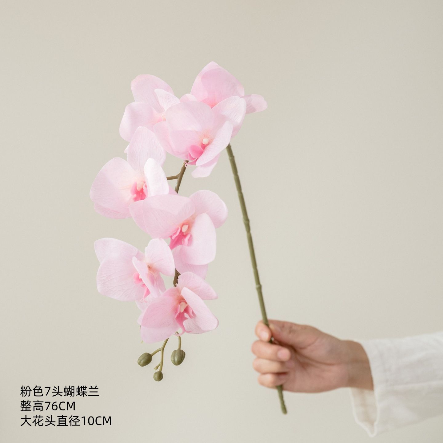 Orchidée Phalaenopsis rose à 7 têtes