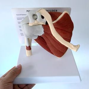 HUICHUN Modèle de science médicale grandeur nature Articulation réaliste de l'épaule humaine avec <span class=keywords><strong>muscles</strong></span> et ligaments - Product Image 3
