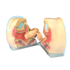 Weibliches Verhütung strain ings modell für die medizinische Ausbildung Familien planung Bildungs ausrüstung für die zukünftige Gesundheits versorgung - Product Image 4