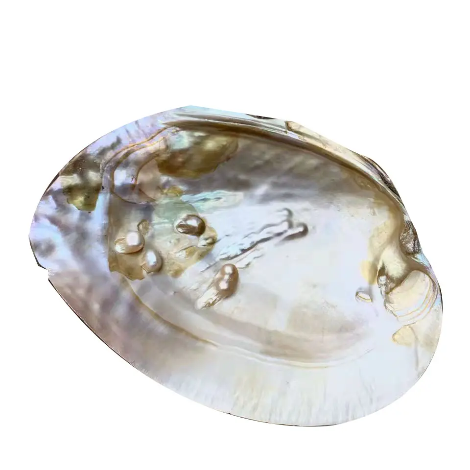 Natürliches Süßwasser mit Perlmutt schalen Klebrige Muschel perlen Muschel schalen basteln kreative Ornamente