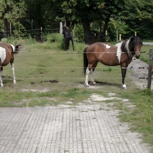 Griglia per drenaggio in plastica per vialetti, giardini, paddock per cavalli, <span class=keywords><strong>pavimentazione</strong></span> industriale per esterni - Product Image 5