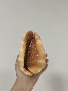 เปลือกหอยธรรมชาติขนาดใหญ่ยกระดับกิจกรรมของคุณตกแต่งชายหาดและทิวทัศน์ทางน้ำขายส่ง - Product Image 4