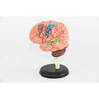 Modelo de Anatomía del Cerebro Humano al por Mayor, Modelo de Cerebro 4D, Versión Reducida, 31 Partes