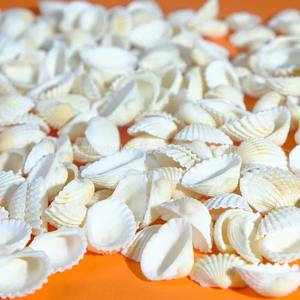 Langsung pabrik alami ramah lingkungan cangkang putih salju kerang ornamen akuarium tangki ikan Aksesori dekorasi lanskap - Product Image 3