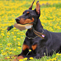 Jouet à mâcher pour chien en mousse EVA de haute qualité pour la chasse en extérieur, imitant un canard mort, jouet de chasse portable, emballage en sac plastique pour l'observation des oiseaux