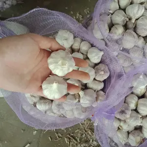 Best price fresh garlic size 3-5cm China factory wholesale