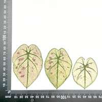 Penjualan langsung dari pabrik bunga kering alami daun Taro warna-warni bunga Pres Alocasia daun buatan tangan bahan buatan tangan