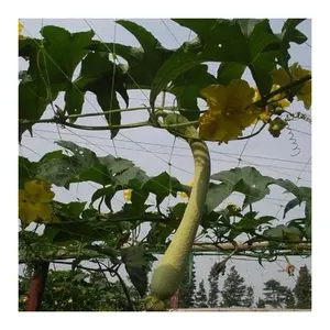 Pabrik Harga baik dukungan tanaman kasa timun putih/hijau tanaman timun memanjat jaring dukungan tanaman plastik jala