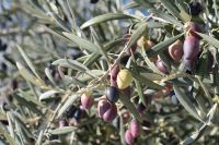ACEITE DE OLIVA PURO EN BARRIL DE 200 kg (220 L) - Mejor Precio de Aceite de Oliva al por Mayor de España - Aceite de Oliva Puro de Alta Calidad en Barril
