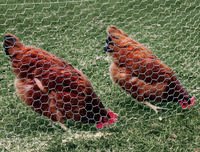 Grillage Métallique Hexagonal Galvanisé Tressé pour Clôture de Volaille, Bétail, Poulet, Canard, Oie