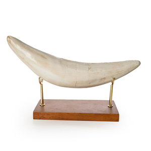 Adorno <span class=keywords><strong>de</strong></span> Resina <span class=keywords><strong>de</strong></span> Diente <span class=keywords><strong>de</strong></span> Gato con <span class=keywords><strong>Dientes</strong></span> <span class=keywords><strong>de</strong></span> Espada SKE55, Decoración Creativa para el Hogar, Artesanía Hecha a Mano para Exhibición en Estantes y Colección - Product Image 1