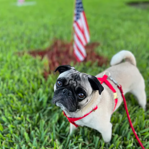 맞춤형 액세서리 캔버스 <span class=keywords><strong>h</strong></span> 개 하네스 제조업체 개를위한 럭셔리 <span class=keywords><strong>H</strong></span> 형 애완견 하네스 - Product Image 6