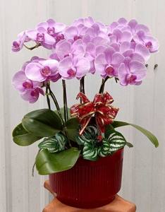 Bandeja de orquídeas de plástico F262 para organizadores de eventos, restaurantes y configuraciones de regalos de cumpleaños - Product Image 5