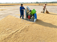 Machine de collecte et de chargement de céréales à haute efficacité et couple élevé, à essence, pour le séchage des rizières et des maïs