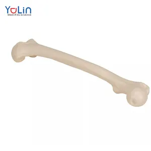 骨科模拟股骨模型用于医学教学医学解剖学模型教育模拟道具
