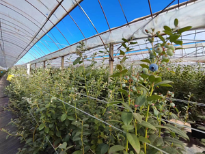 Huike Good Quality clear Uv Protected <strong>Etfe</strong> <strong>Greenhouse</strong> Film Plastic for <strong>Greenhouse</strong> - Product Image 4