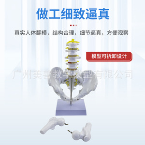 Matériel pédagogique pour l'enseignement de la bassine masculine avec cinq vertèbres lombaires, colonne vertébrale, nerfs, sacrum, coccyx et squelette. - Product Image 1