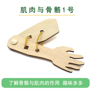 ชุดโมเดลมือไม้สำหรับการศึกษาวิทยาศาสตร์ ของเล่นงานฝีมือ DIY สำหรับเด็กอายุ 4-6 ปี ใช้งานด้วยมือ ไม่ใช้แบตเตอรี่ - Product Image 5