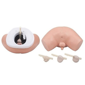 Hot bán tuyến tiền liệt giải phẫu mô hình con người y tế khoa học đào tạo giáo dục giảng dạy PVC giải phẫu tuyến tiền liệt mô hình - Product Image 4