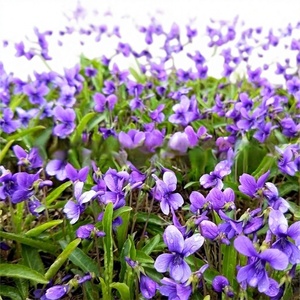 Semi di Viola Viola Selvatica, Olio Essenziale, Resistenti al Freddo, Copertura Vegetale Perenne, Semi di <span class=keywords><strong>Fiori</strong></span> <span class=keywords><strong>per</strong></span> Cortile e <span class=keywords><strong>Balcone</strong></span> - Product Image 1