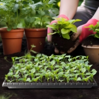 Plateau de semis à 200 alvéoles profondes, respirant et avec trous de drainage pour la transplantation de légumes et la culture de semis
